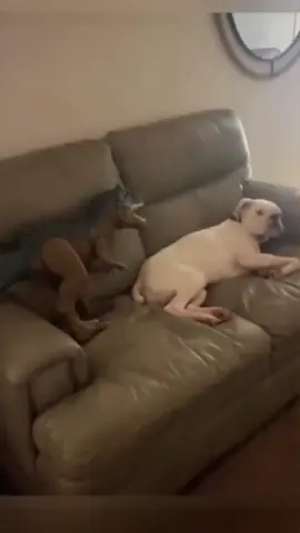 #dog #dogcore #meme #fun #bestof