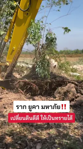 นั่นหล่ะ#ต้นยูคาลิปตัส #เกษตรกร 