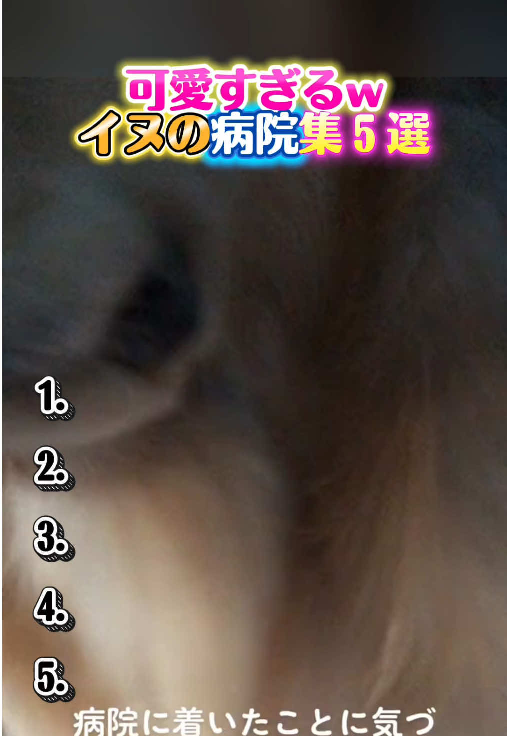 #おもしろ #おもしろ動画 #犬 #犬のいる生活 