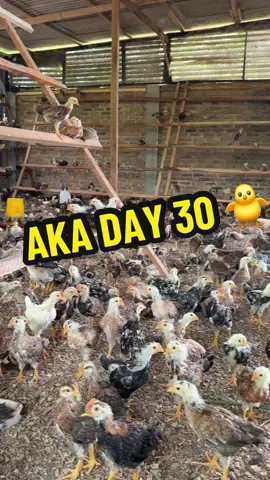 Ayam kampung asli Day 30  #peternakmuda  #ayamkampungpremium  #fyppppppppppppppppppppppp  #puteraagrofarmsarana 