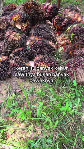 #fyp #sawit #fyp #sawitontiktok #petanisawit 