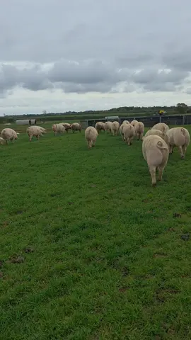 gilt vaccination/clockround today 🐷🐽🐖#fyp #farming #pigsoftiktok #tractor #foryoupage❤️❤️ 