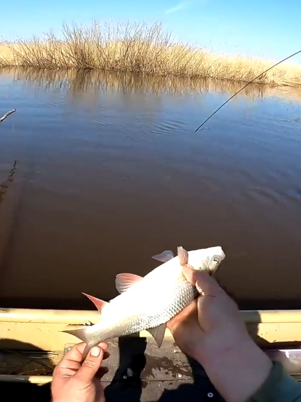 Chebaks and crucian carps are very good for fishing # fishing # crucian carp # boat # bite