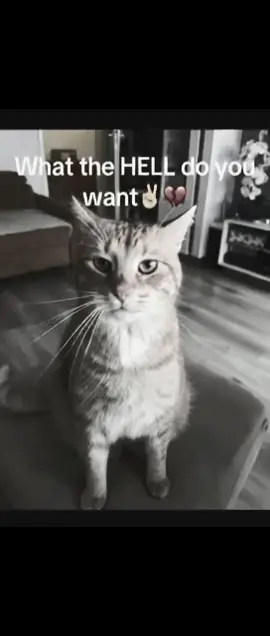 what cat gets sinister next? #cat #larp #meow #tuff #sinister 