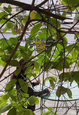 🍃🌈🌻🍂  . #اكسبلورexplore #4u #fyp #fypシ #jazan 