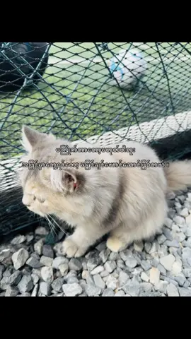 #fypシ #viral #fyppppppppppppppppppppppp 