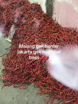 #cabairawit #malang24jam #4upage #masukberandafyp #fyppppppppppppppppppppppp 