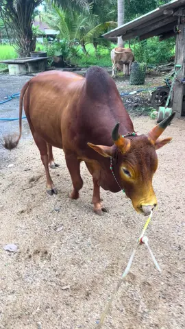 อ่อนๆเจอกันปีหน้าในสังเวียน🥰#ลูกกวาง🦌 #ค่ายโคห้วยบ่าพาทัวร์❣️🥇🏆 #วัวชนสตูล🐂 