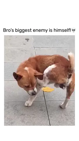 Bro finally found his enemy😆! #dog #fyp #funny #dogsoftiktok #meme 