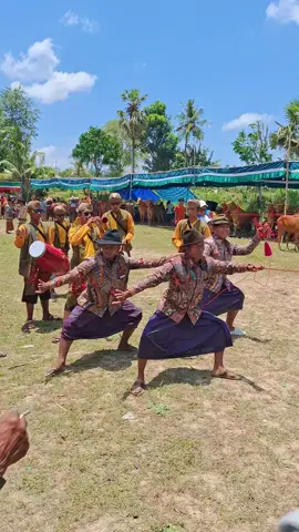 #sapisonokmadura #sapi #sonok  sapi sonok