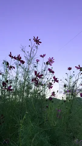 夕焼けは、どんな景色も包み込んで静かにその美しさを引き立ててくれる素敵な存在だなあ#あいみょん #ビーナスベルト #田舎の風景 #日本の風景 #日本 