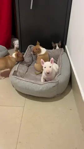 Miniature Bull Terrier - puppy  Miniaturowy Bulterier - szczeniak  #miniaturebullterrier #minibull #puppylove #pies #bullterrier 