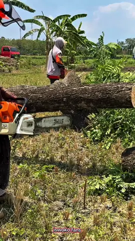 Firewood cutting 