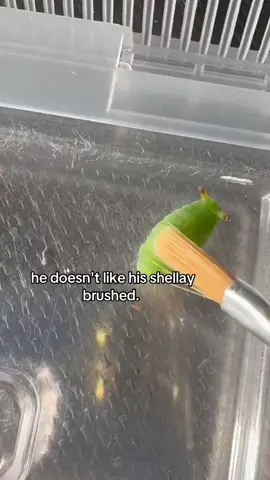 🐛 this is a caterpillar of a Japanese Silverline butterfly! (Curetis acuta)  📹 source: @/kaelnosuke on twitter #caterpillar #bugs #bugtok #bugtiktok  