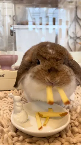 めるたん流りんごの食べ方🍎#bunny #rabbit #토끼 #うさぎ #ホーランドロップ 