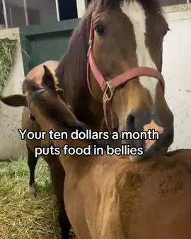 700 people x $10 = hay in every belly. Our next hay delivery is coming , and we need this community to pull together. If 700 people gave just $10, we could cover it completely. But here's the bigger picture: When you sign up as a $10 monthly sustainer, you're doing more than buying hay. You're putting food in their bellies every single month. You're giving us the freedom to spend less time scrambling for funds online and more time doing what matters rescuing. It's been a hard year, and our energy can only be in one place at a time. Sustainers lighten that weight so we can focus on saving lives instead of chasing dollars. • Link in bio: choose $10 once or become a monthly sustainer today. Every single one matters. #food #please #support #horse #rescue 