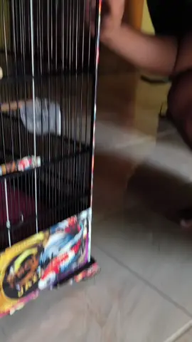 materi mewah🫣🤩🔥#cendetmania #cendetmaniaindonesia #cendet #fypシ゚ #kicaumaniaindonesia 