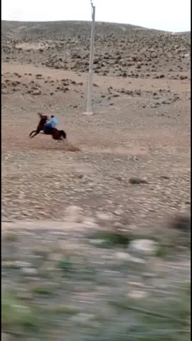 #الخيل_العربي_الاصيل #اذكروا_الله #لايك__explore___ #كسبلور_explor #المحازيز🔥👏🏻 