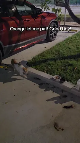 #catsoftiktok #catlover #catfeeder  Helping friend fred this Orange cat at Happy mansion! She going tour!