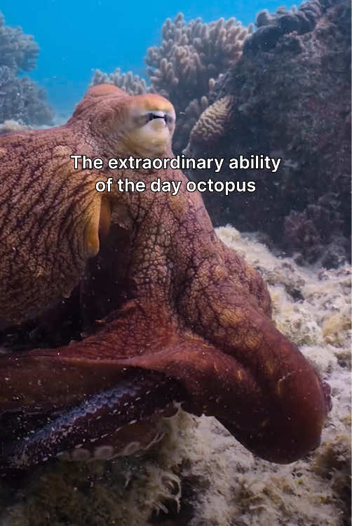 It can be hard to tell what you're looking at when it comes to a day octopus—especially with such extraordinary camouflage abilities! 🐙  #SecretsOfTheOctopus is now streaming on @Disney+ and @hulu.