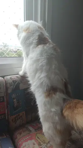 #cat 