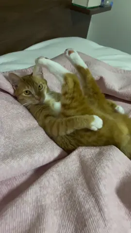 #cat #котик #oxuetnevstat 