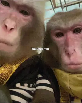 😫🫣#monkey  #foryoupage #humor #funny #fyp 