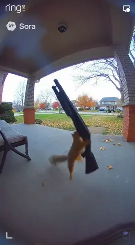 THIS IS Ai TikTok 💔 #fy #soraai #squirrels #funny #viral 