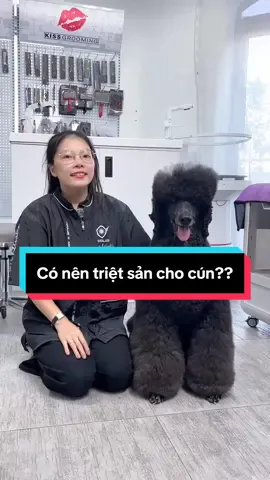 Học cách chăm cún cùng Kim nè Triệt sản ok không?  #kimchen #thucung #groomer #pet #chamsoc 