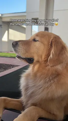 Look at that nose go 🥹 #dog #goldenretriever #fall 