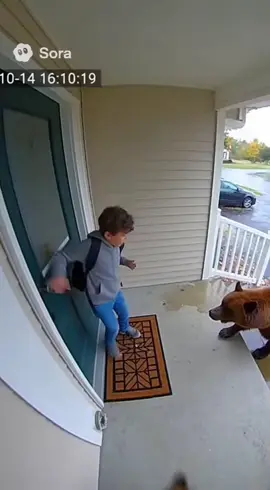 Dog protect children #protect #dog #fyp 