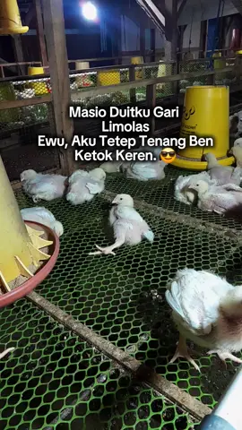 #fyp #peternakmuda #peternakayamindonesia #fyppppppppppppppppppppppp #storywa 