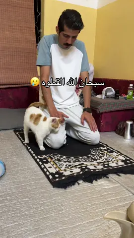 فانز —> @سعودس 
ِ
ِ #سعودس #عنزه #سعودس_العنزي #السعودية #فصلات 