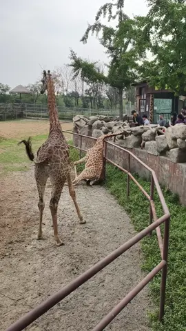 A giraffe got his neck stuck in a Shanghai zoo. Luckily, the zookeepers freed him quickly!