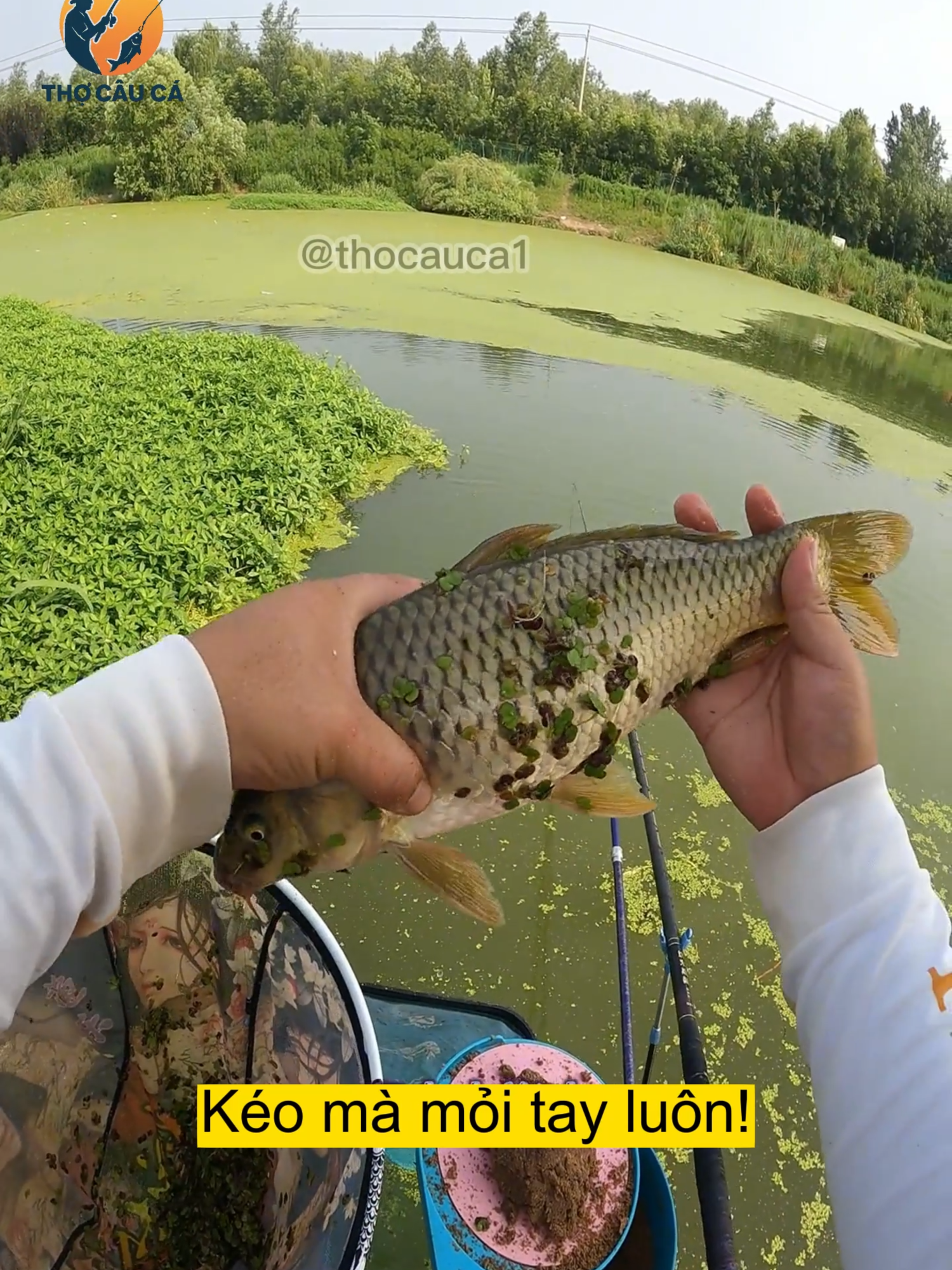 Có khi nào bạn câu của tôi bị cá chép nuốt rồi không #caucagiaitri #caucatunhien #cauca #xuhuong #xuhuongtiktok #caucachep