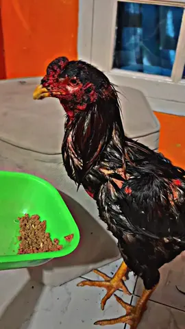 🥹🥹🥹#fyppppppppppppppppppppppp #bkclasiklebihmenarik🐓🐓 #ayambangkoksuper #bkclasi #bkclasi 