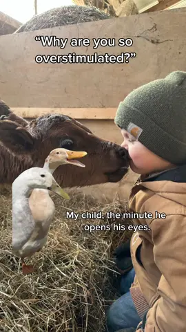 #Meme #MemeCut #secondbornchild #crazychild #boymom 