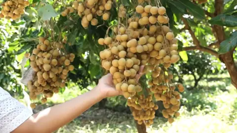 Bibit kelengkeng new kristal #bibitkelengkengnewkristal