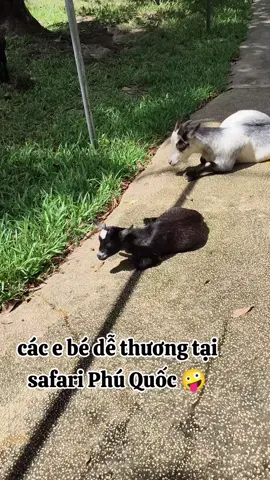 đưa khách đi thăm các bé thú dễ thương tại Vinpearl safari Phú Quốc 🤪  ##safariphuquoc ##thugian  ##huongdanviendulichphuquoc  ##dulichphuquoc 