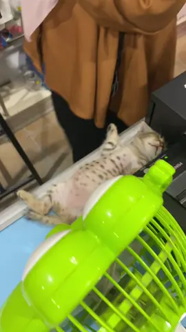 AWOKWOWKWKOK😭🦥🍼#catlife #fypage #kucingtiktok 