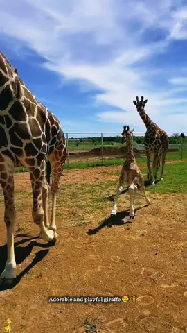 Adorable and playful giraffe🥰🦒#giraffe #cuteanimals #zoo #hibiscus #babyanimals  