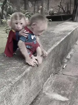 MonkeyBaby #monkey #animalmonkey #baby #animal 