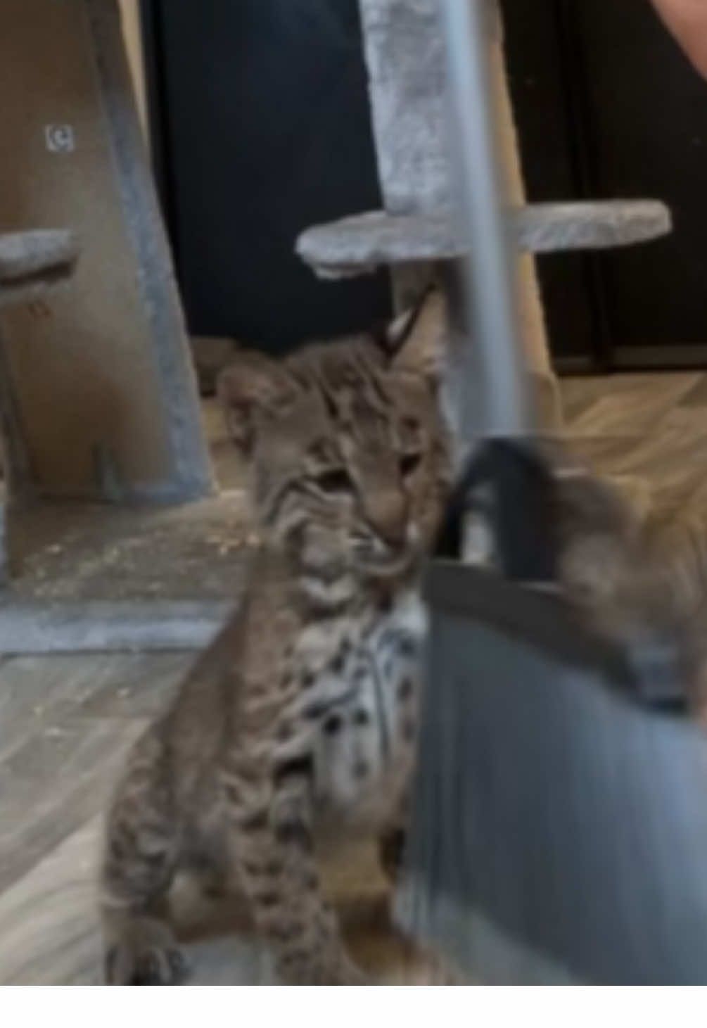 #Bobcat vs broom. Not much gets done without her “assistance”🤣 #wildliferescue #funny #fyp #animals 