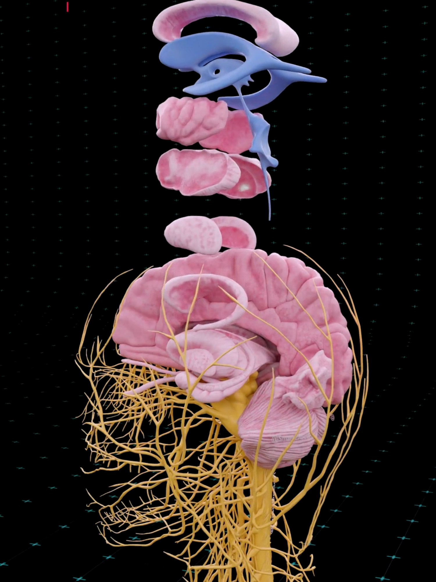 The Hidden Network That Runs Your Body 🧠⚡ . . . Your brain is the most complex structure in the universe — a vast network of over 86 billion neurons sending electrical signals at speeds up to 430 km/h ⚡. Through the spinal cord and peripheral nerves, it controls every heartbeat, breath, and movement you make. This 3D medical visualization reveals the breathtaking design of the human nervous system, the real power grid of life itself. . . #anatomy #anatomia #anatomía #education #anatomi #cardio #ANATOMY #heartanatomy #medicina #3danimation #pregnancy #pulmonaryhypertension #pregnant #baby #gravidez #medstudent #animation #smartdoctor #smartdoctor1 #cardiology #brainanatomy #brain #maleanatomy #reproductivesystem #anatomy #anatomía #解剖学 #해부 #anatomia #anatomie #دماغ #pregnancy #heart #pregnant #medicina #doctor #माहवारी #月経 #frontal #cervello #gravidez #Cérebro #umana #Childbirth #creier #베이비 #Smart_Doctor #femalemodel #تشريح #fblifestyle