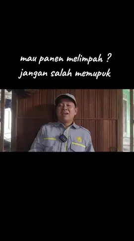 jangan salah memupuk agar panen melimpah #petanimuda #petanisukses  #petaniindonesia🇮🇩🇮🇩🇮🇩🌿🌿 #petanimilenial #petanicabai