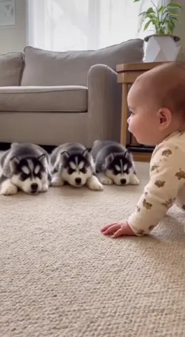 Small dog trainer. #dog #puppy #syberianhusky 