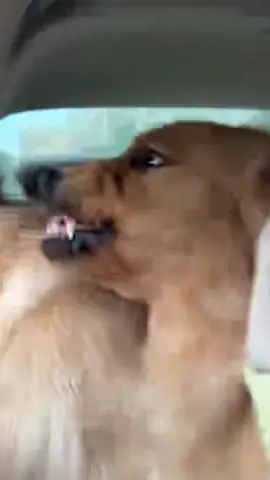 When your Golden Retriever is the family clown#goldenretriever #doglove #puppy #warmth 