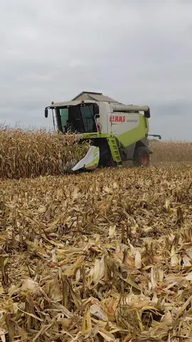 koszenie qq na ziarnko przez @GR LANGIER #class @GRJAKUBIK 🚜🌾 @Pablus_8 @GR Wójtowicz @rożek @ɢʀ_ᴍᴀᴊᴋᴏᴡꜱᴋɪ📸 @kamil_9221 @Ten oporowiec z fenda💚🚜💚  @Bercik59 @Oporowy lysy @Arek Langier @Agencja fiut @Bajojajoooo96 @Majster😮‍💨 @Agro_Mati_🌾😎 @IG:_mlody_domin_97 @wuja senior @GrRogalski  #fyp #dc #qq #kukurydza 