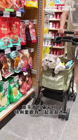 Milo yang selalu ikut babu ke supermarket  #catlovers 
