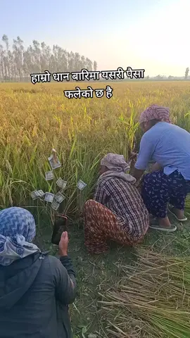 #creatorsearchinsights #goviral #vairalvideo #terning #bhabanagurung 